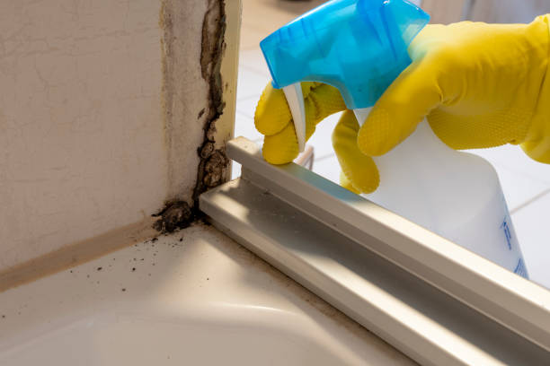 Best Environmental Consulting for Mold Prevention  in Seven Corners, VA